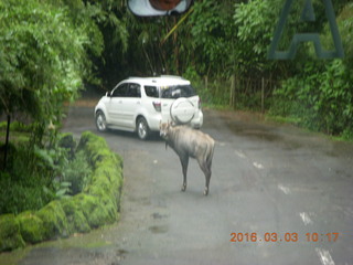 127 993. Indonesia Safari ride - tapir in road