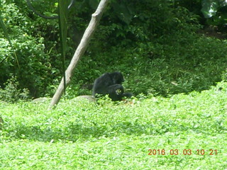 139 993. Indonesia Safari ride bears
