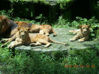 227 993. Indonesia Safari ride - lions