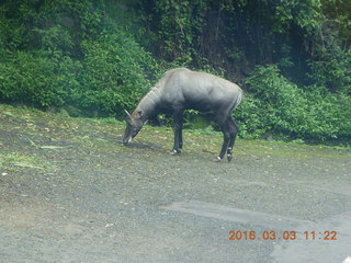 334 993. Indonesia Safari ride