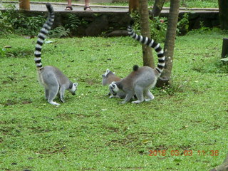 361 993. Indonesia Baby Zoo - lemurs