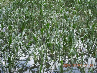 469 993. Indonesia Bogur Botanical Garden