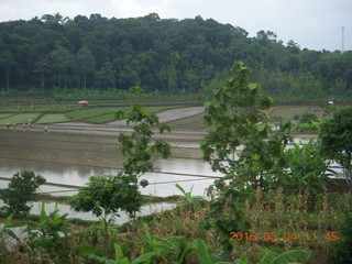 32 994. Indonesia - bus ride to Borabudur - rice paddies