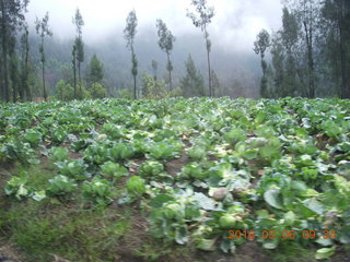 47 996. Indonesia - drive to Mt. Bromo