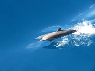 11 999. dolphins by Bill Kramer +++