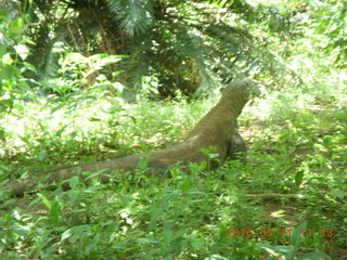 105 99b. Indonesia - Komodo Island dragon