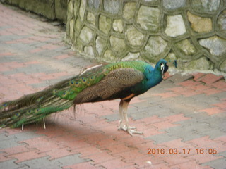 120 99h. Malaysia - Kuala Lumpur - KL Bird Park - peacock