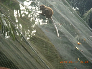 184 99h. Malaysia - Kuala Lumpur - KL Bird Park - monkey
