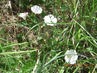 103 9ck. Lowry Pueblo Landmark flowers