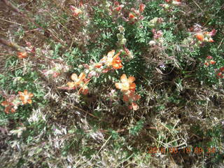 126 9ck. Lowry Pueblo Landmark flowers