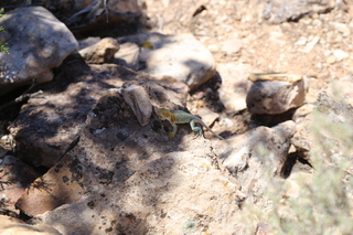 250 9ck. Painted Hand - lizard