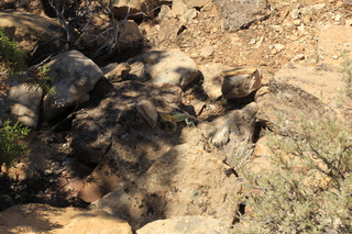 491 9ck. Cutthroat Castle - lizard