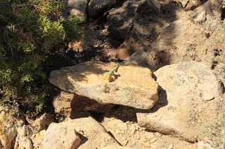 492 9ck. Cutthroat Castle - lizard