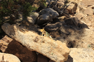 494 9ck. Cutthroat Castle - lizard