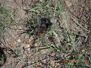 Grapevine spider