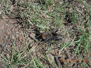 Grapevine spider
