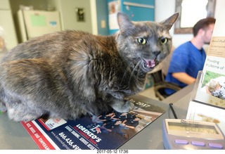 Krista Gibson, DVM, and Penny - (cat)