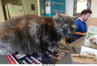 Krista Gibson, DVM, and Penny - (cat)