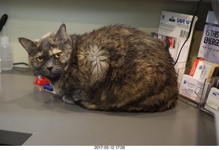 Kendra cat at Krista Gibson's office