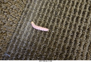 caterpiller in our work building