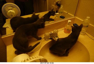 cats Devin and Jane sign