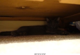 my kittens Devin and Jane