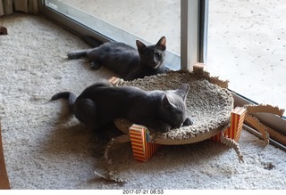 my new kittens Devin and Jane