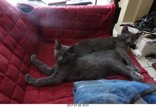 my new kittens Devin and Jane