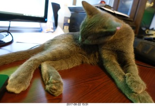 90 9sn. my kitten Jane