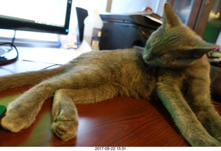 98 9sn. my kitten Jane