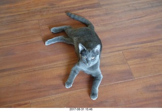 my kitten Devin