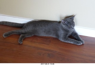 my kitten Devin