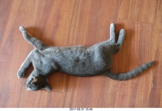 my kitten Devin