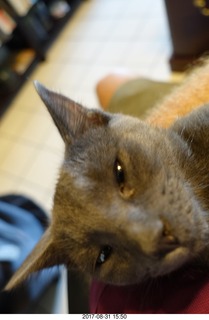 my kitten Devin