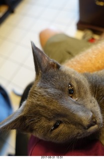 my kitten Devin