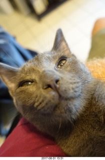my kitten Devin