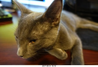 my kitten Devin