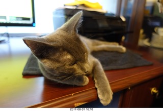my kitten Devin