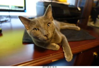 my kitten Devin