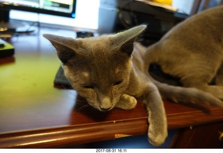 my kitten Jane