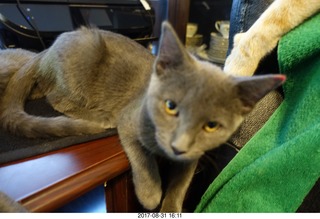 my kitten Jane