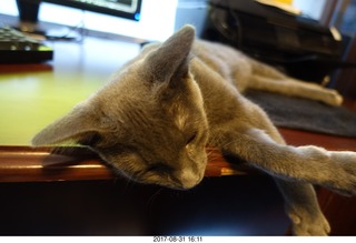 my kitten Devin