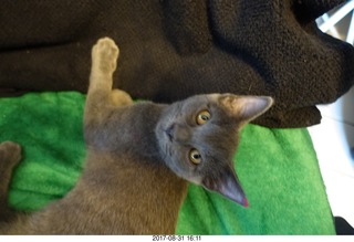 my kitten Jane