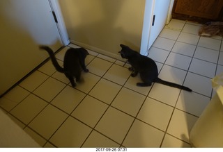 my cat Max and my kittens Devin and Jane at the vet