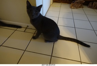 my cat Devin