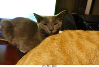 my kitten-cat Devin