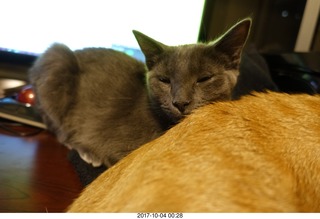 my kitten Devin