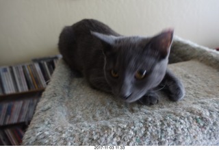 my kitten Jane
