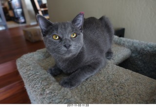 my cat Jane
