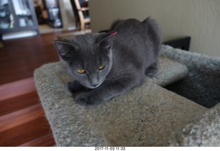 my cat Jane